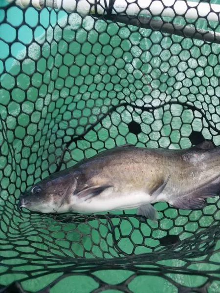 Catfish in net for fish fry