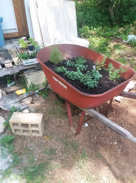Wheelbarrow with herbs