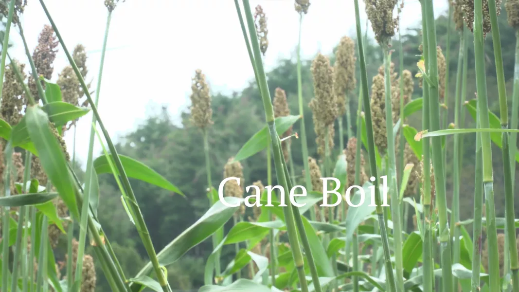 Sugar cane stalks in a field