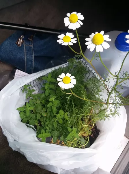 Camomile and other herbs
