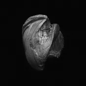 Bullet#1 by Garrett Hansen